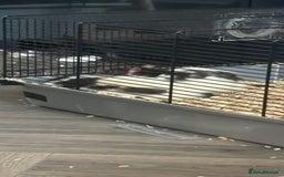 Rat rodents for sale: 2 Male Rats, must be kept seperate. - Image 1