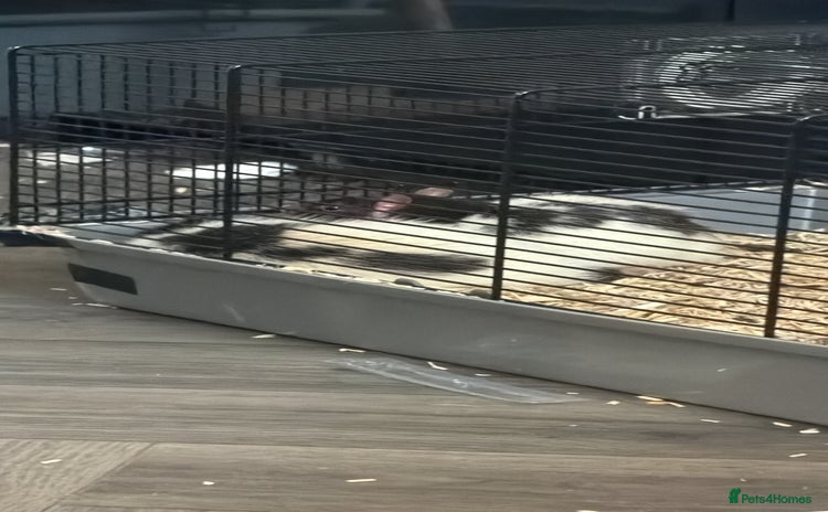 Rat rodents - Advert 4