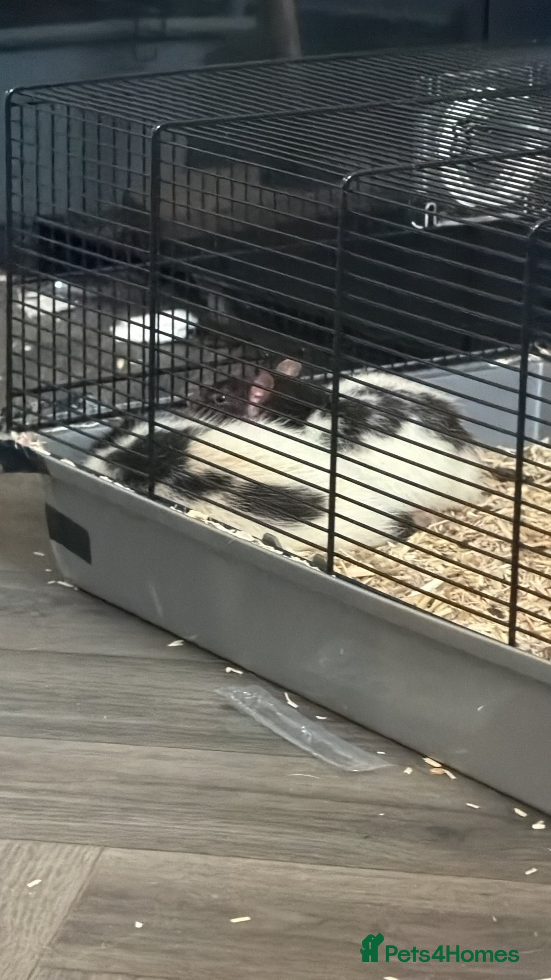 Rat rodents for sale: 2 Male Rats, must be kept seperate. - Image 1