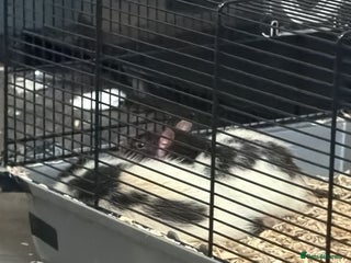 Rat rodents for sale - Advert 1