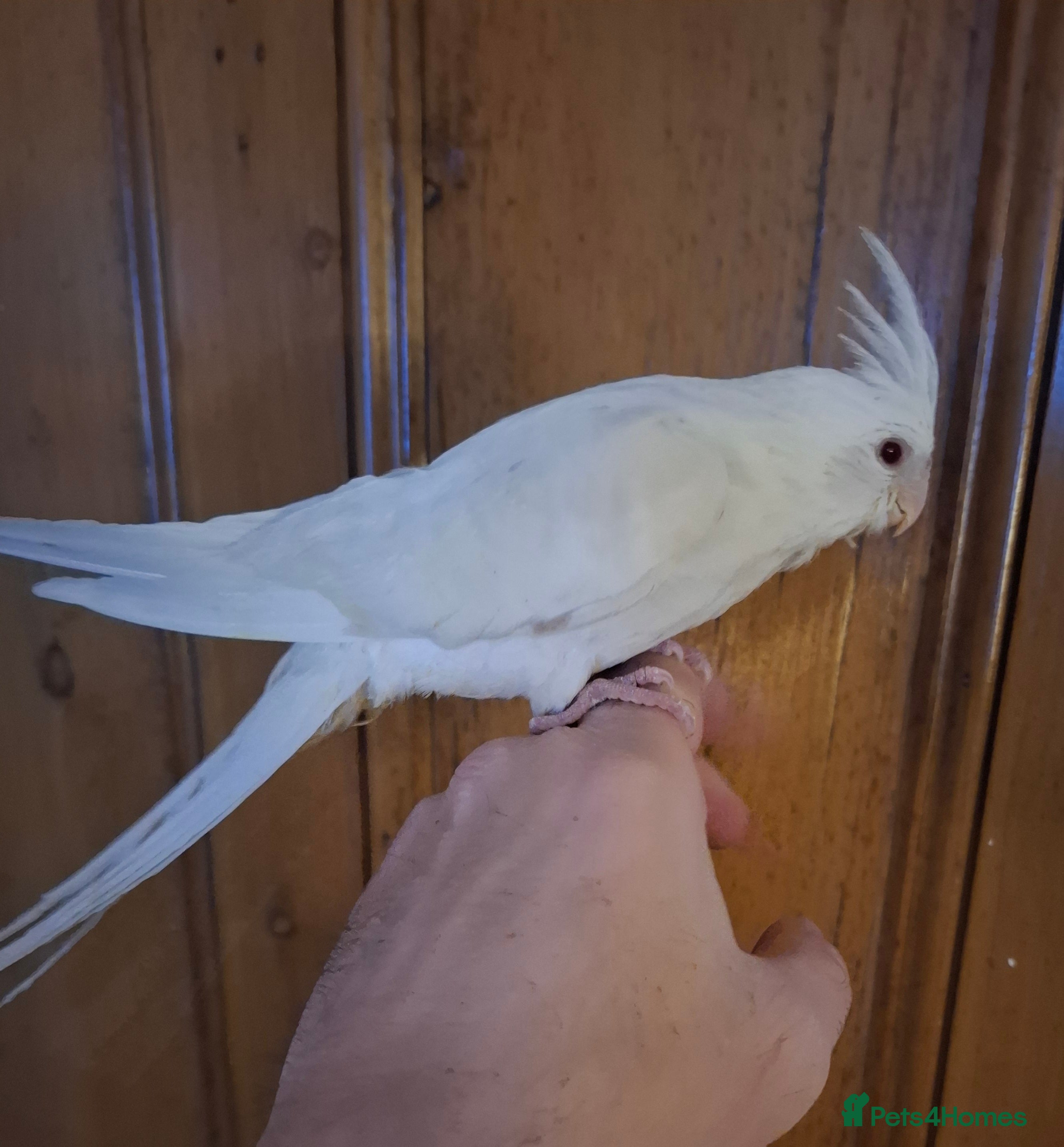 Cockatiels birds Hand Reared Cockatiel - Advert 2