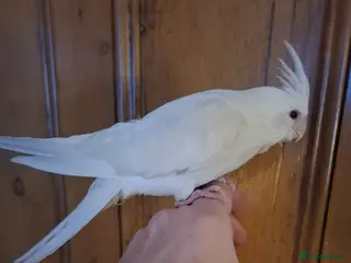 Cockatiels birds Hand Reared Cockatiel - Advert 2