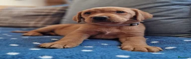 Springador 3
