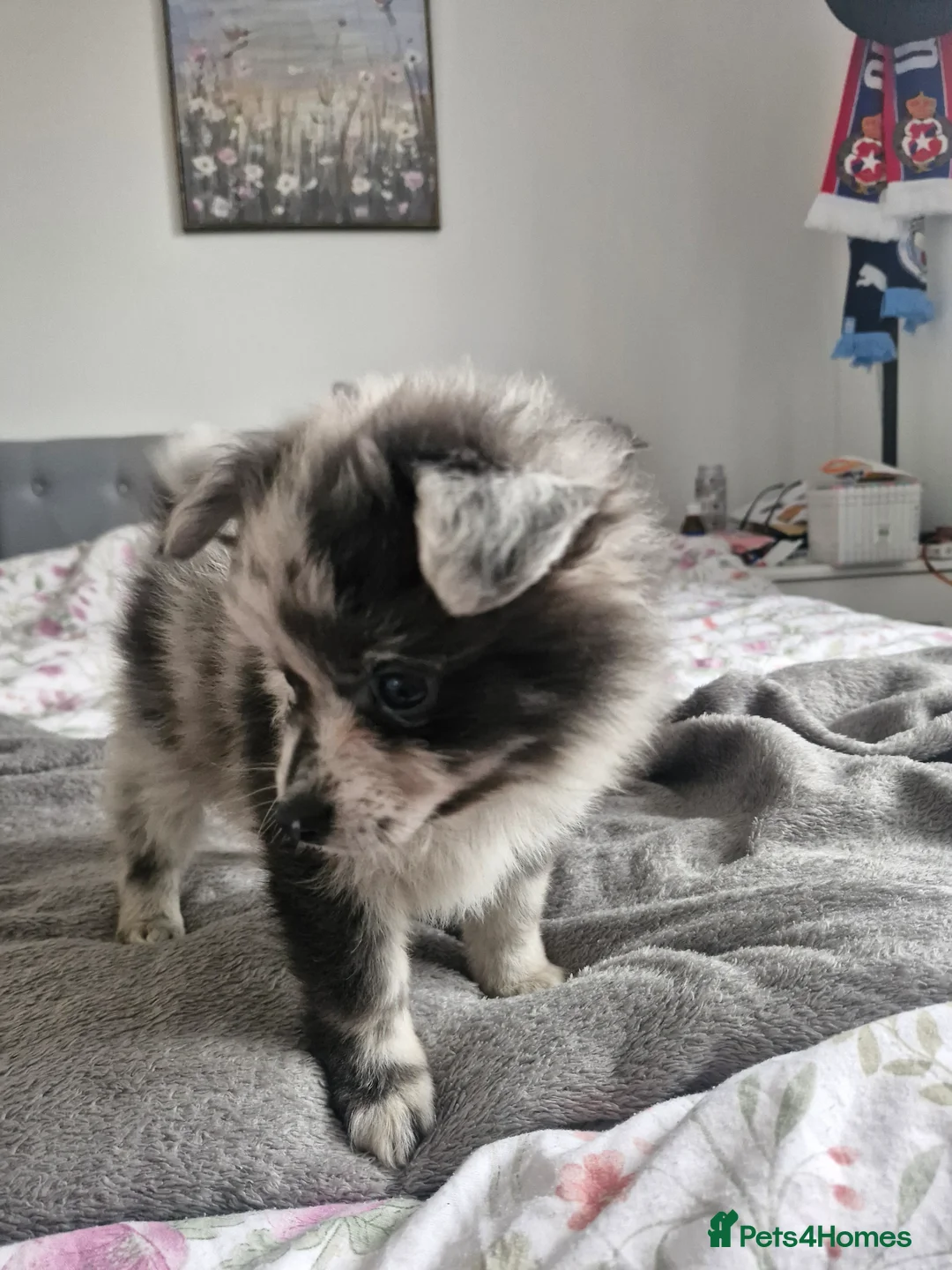 Pomapoo dogs for sale: ✨ Leo – Exceptional F1B Pomapoo Boy – 1,800 ✨ - Advert 7