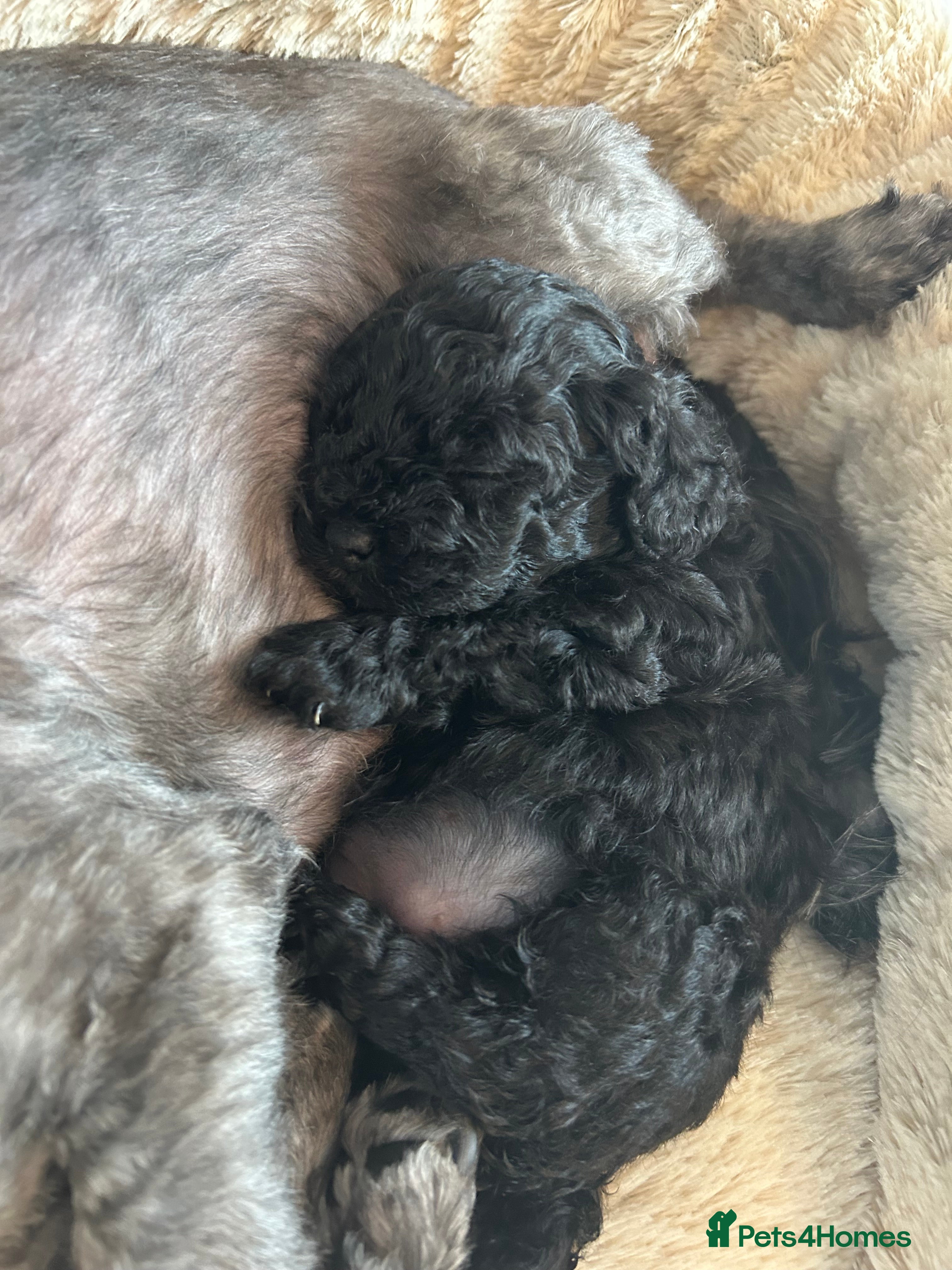 Shihpoo dogs Shihpoos  - Advert 2