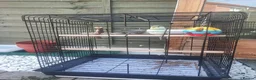 Budgerigars birds for sale: 1 year old female budgie for sale - Advert 4