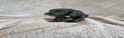 Cocker Spaniel dogs for sale: 3 beautiful cocker spaniel puppies  - Advert 4
