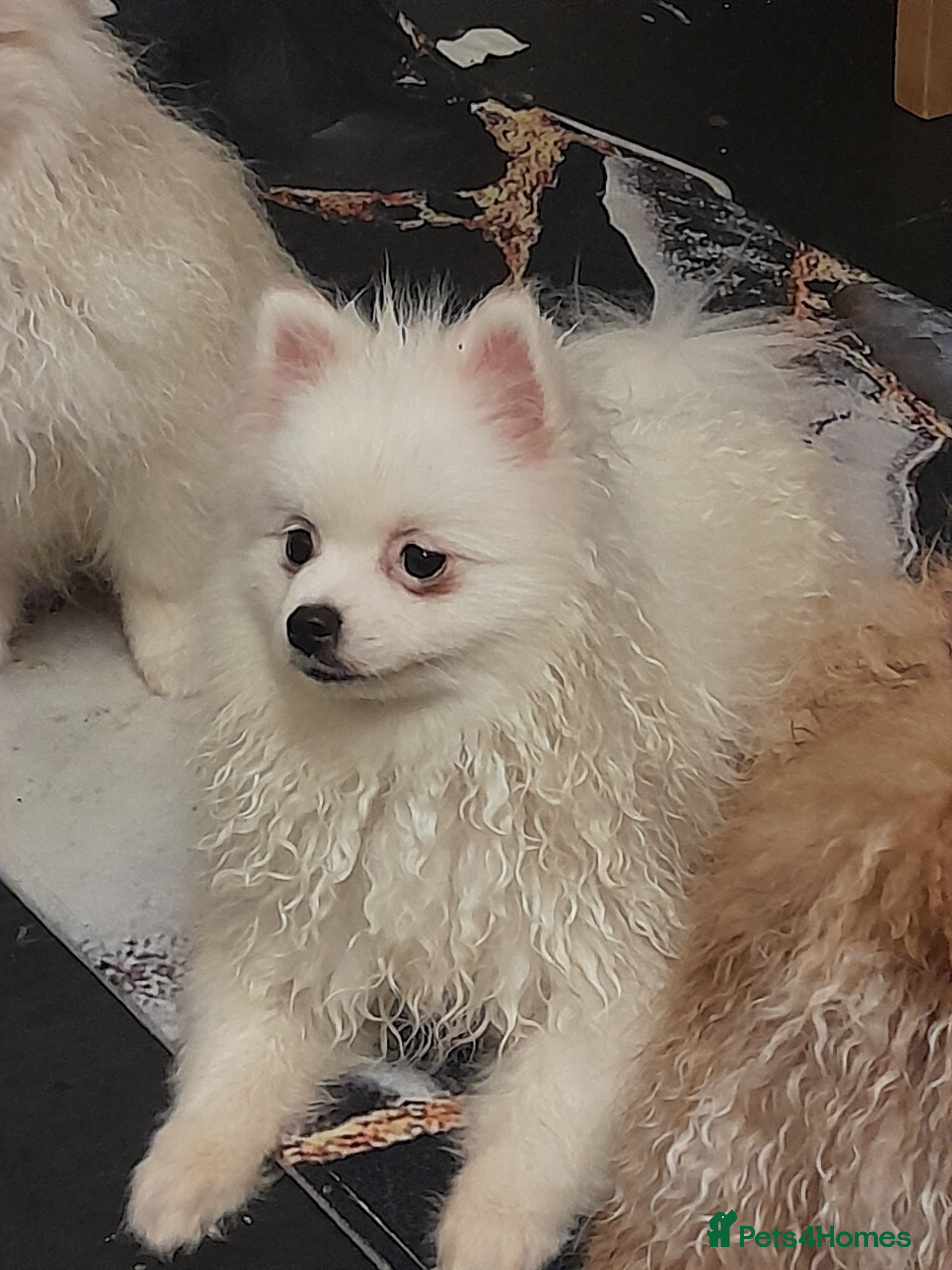 Pomeranian dogs ALIK  - Advert 1