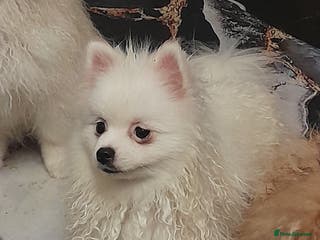 Pomeranian dogs ALIK - Advert 1
