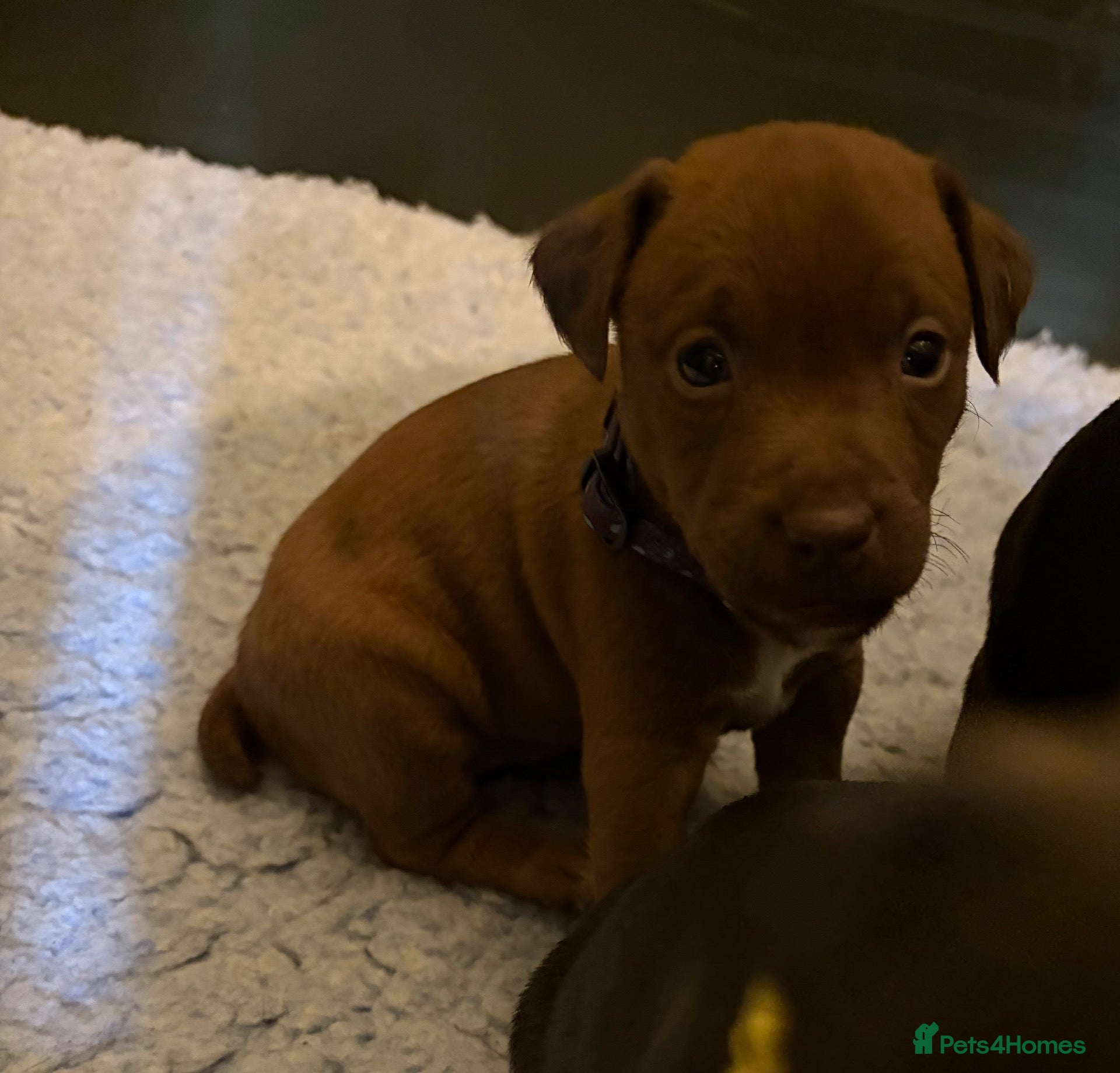 Patterdale Terrier dogs Chocolate Patterdales  - Advert 2