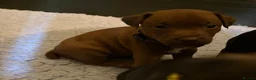 Patterdale Terrier dogs for sale: Chocolate Patterdales  - Advert 2