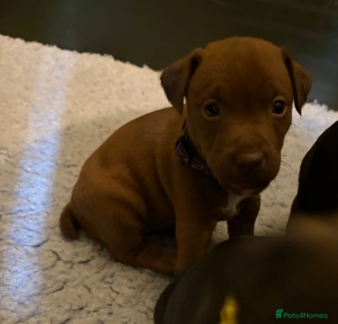 Patterdale Terrier dogs for sale: Chocolate Patterdales  - Advert 2