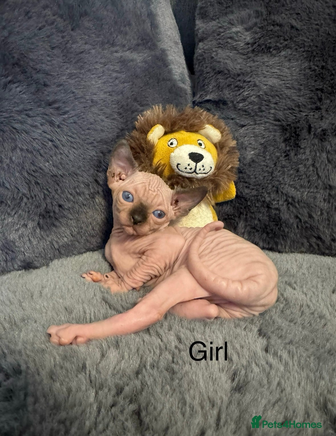 Sphynx cats  🔥Sphynx and Elf kittens 🔥 - Advert 1