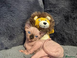 Sphynx cats 🔥Sphynx and Elf kittens 🔥 - Advert 3