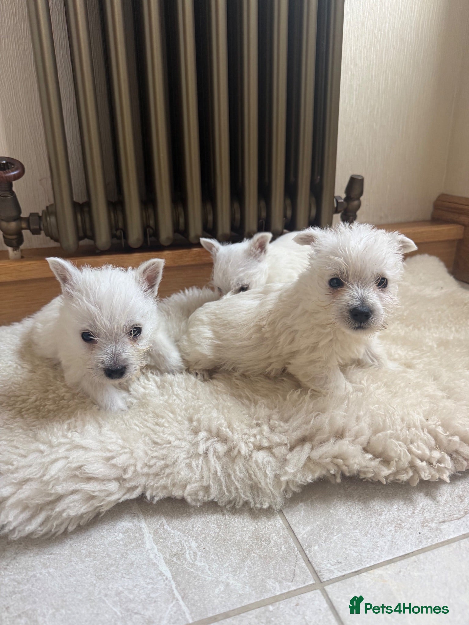 West Highland Terrier dogs Girls available Westies - Advert 6