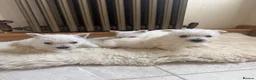 West Highland Terrier dogs for sale: Westies - Advert 4