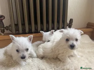 West Highland Terrier dogs Girls available Westies - Advert 6