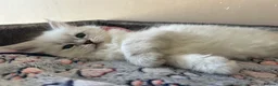 Siberian cats for sale: 💖 Home Raised Fluffy Siberian Kittens  - Advert 3