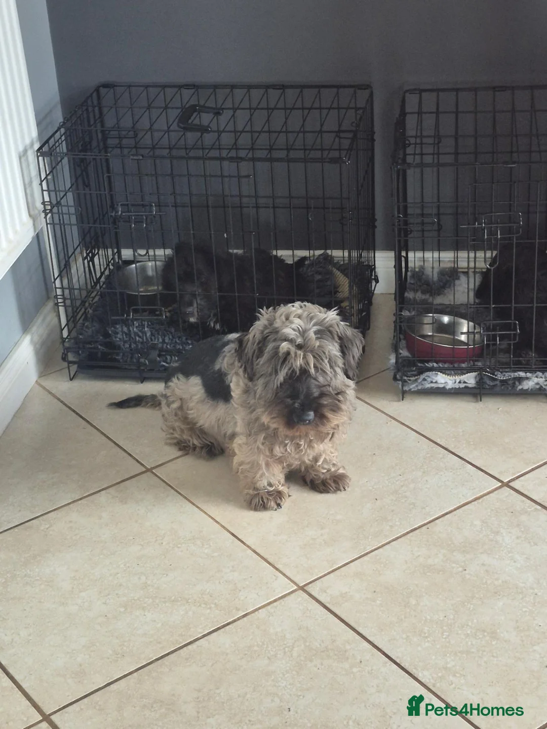 Cesky Terrier dogs for sale: CESKY Terrier  - Advert 2