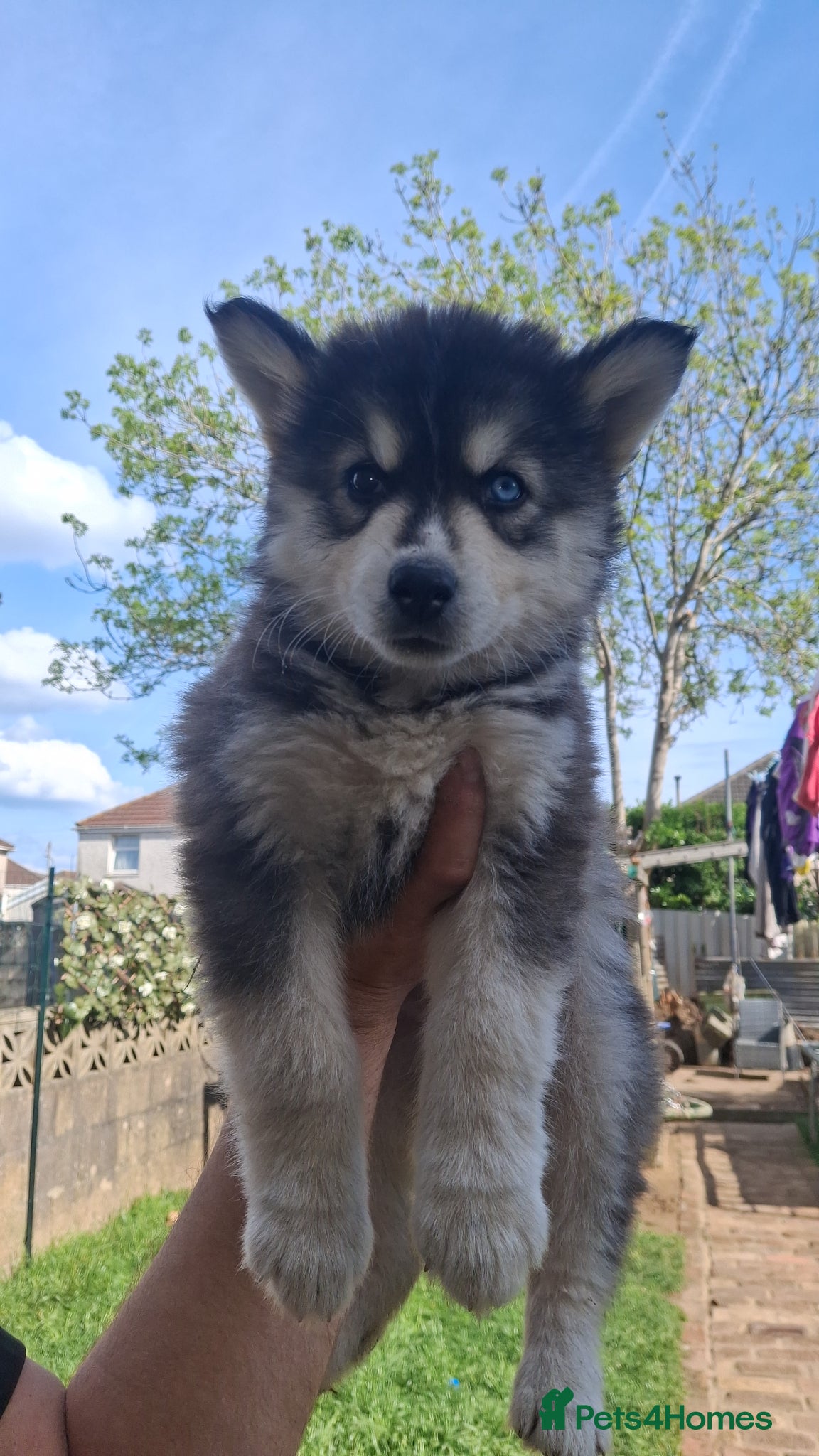 Pomsky dogs B E A U T I F U L pomsky pups READY TO LEAVE! - Advert 1