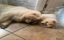 Chow Chow dogs for sale: 4 FEMALES POLAR WHITE CHOW CHOW  - Image 17