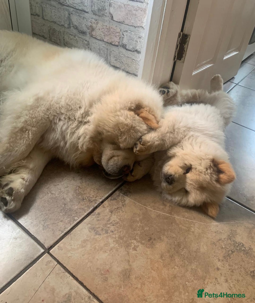Chow Chow dogs for sale: 4 FEMALES POLAR WHITE CHOW CHOW  - Image 17