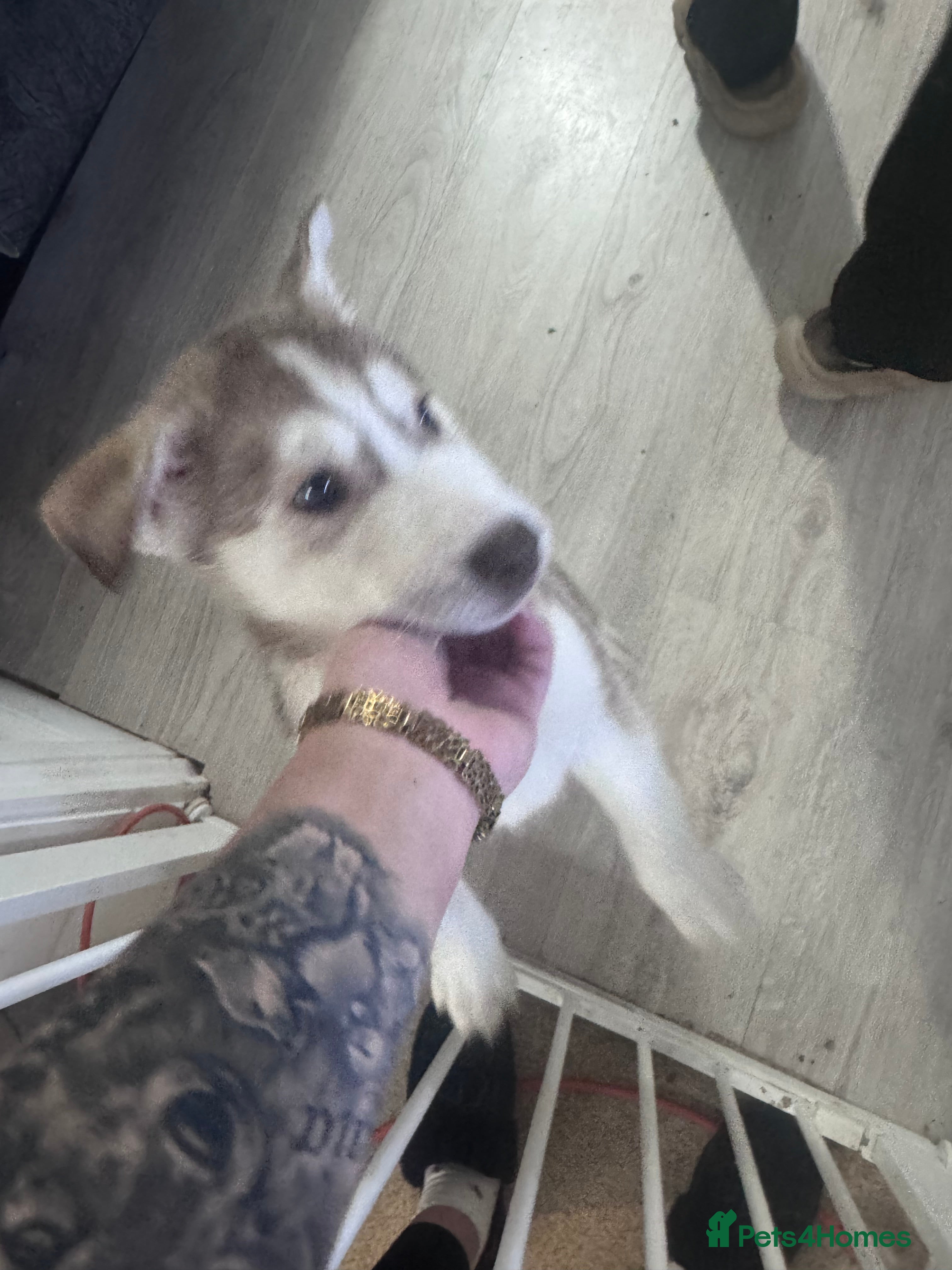 Siberian Husky dogs  Husky Puppies - Advert 5