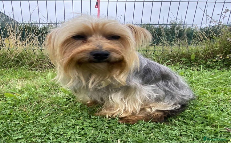 Yorkshire Terrier dogs - Advert 1
