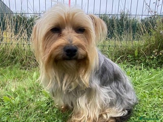 Yorkshire Terrier dogs - Advert 1