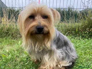 Yorkshire Terrier dogs Yorkshire Terrier at Stud - Advert 6