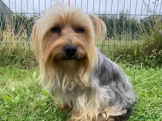 Yorkshire Terrier dogs Yorkshire Terrier at Stud - Advert 12