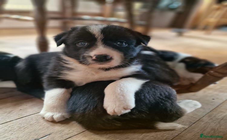 Border Collie dogs - Advert 1