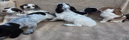 Cocker Spaniel dogs for sale: Beautiful litter of unusual colour Cocker spaniel  - Advert 24