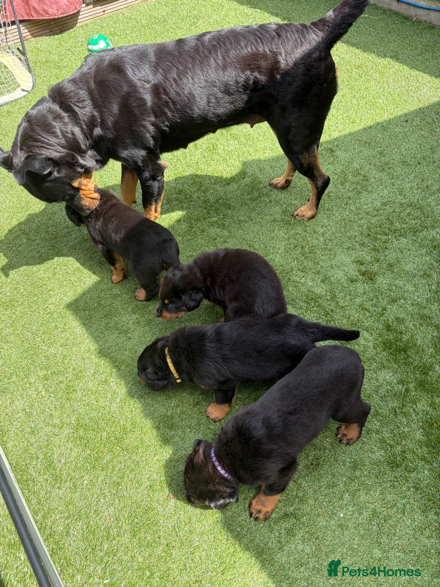 Rottweiler dogs Rottweiler puppies  - Advert 2
