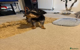 Mixed Breed dogs for sale: Schnoodle - Image 3