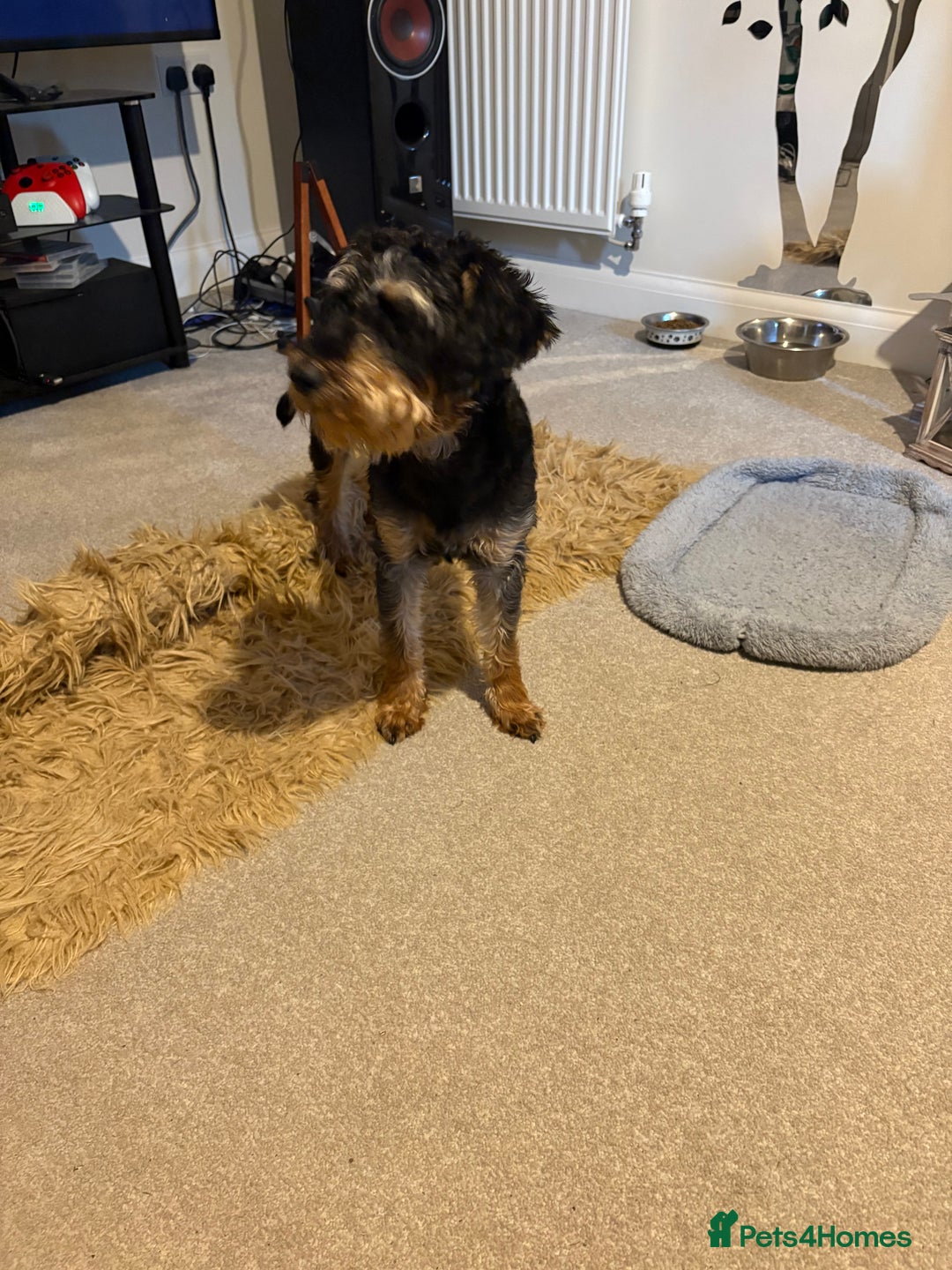 Mixed Breed dogs for sale: Schnoodle - Image 3