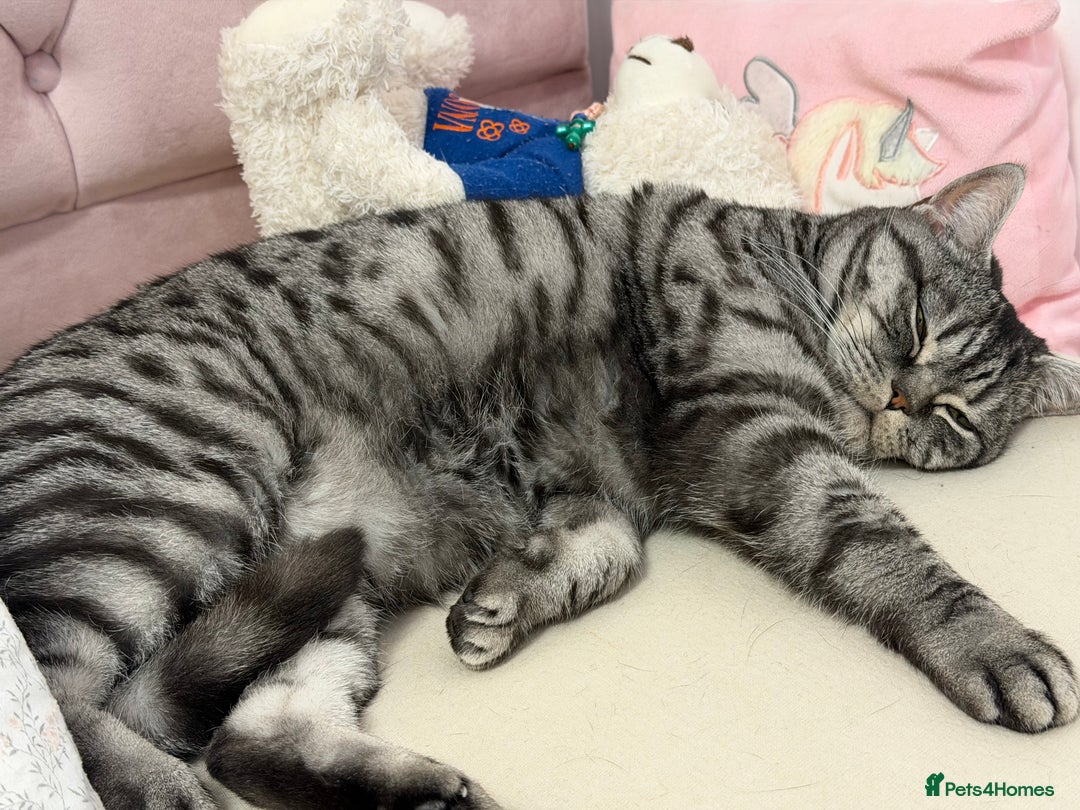 British Shorthair cats for sale: Sweet and Gentle Indoor Cat Seeking a Loving Home - Advert 4