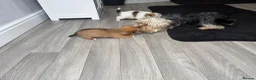 Mixed Breed dogs for sale: Yorkie x jack russle puppies  - Advert 2