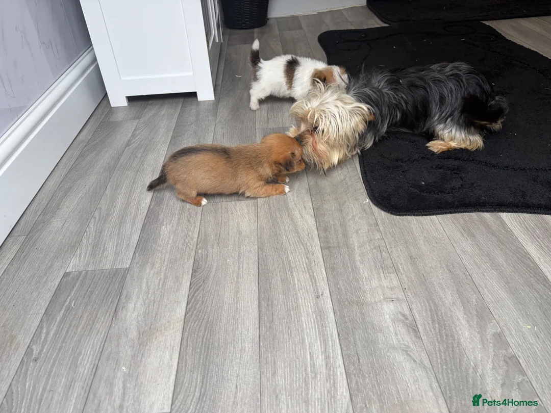 Mixed Breed dogs for sale: Yorkie x jack russle puppies  - Advert 2