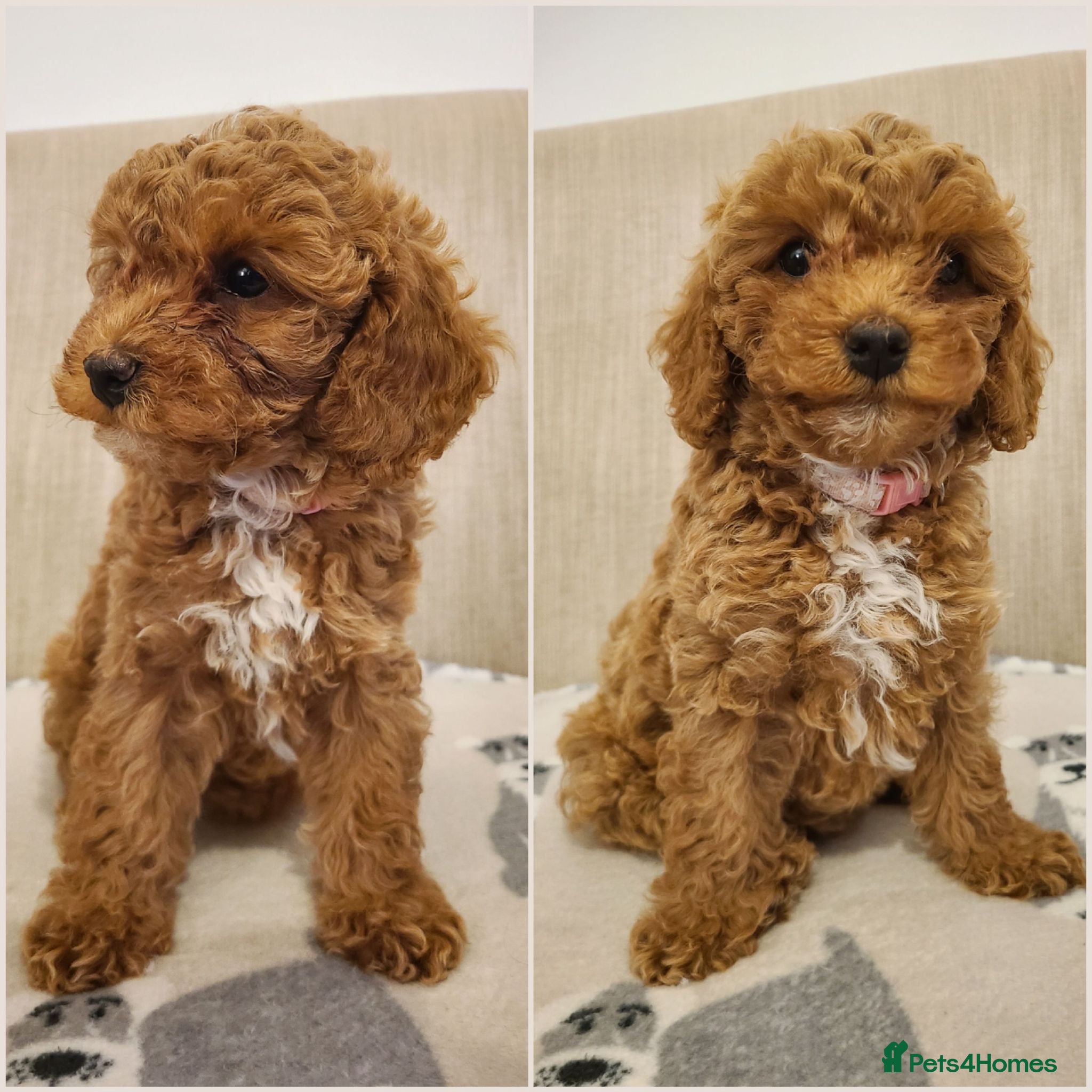 Cavapoo dogs Beautiful Red Cavapoo Puppies F1bb - Advert 1