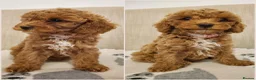 Cavapoo dogs for sale: Beautiful Red Cavapoo Puppies F1bb - Advert 1