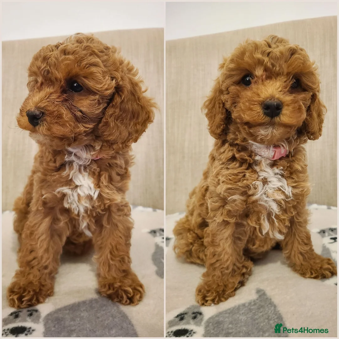 Cavapoo dogs for sale: Beautiful Red Cavapoo Puppies F1bb - Advert 1