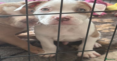 Staffordshire Bull Terrier dogs - Advert 1