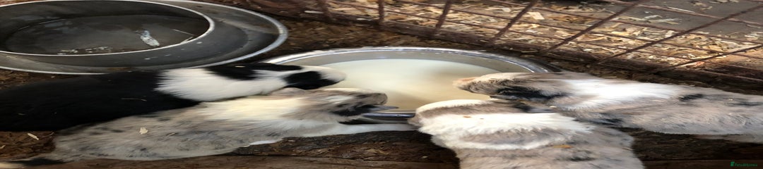 Border Collie Puppy 5