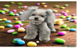 Toy Poodle dogs for sale: Teacup Asian poodle  - Image 1