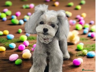 Toy Poodle dogs - Advert 24