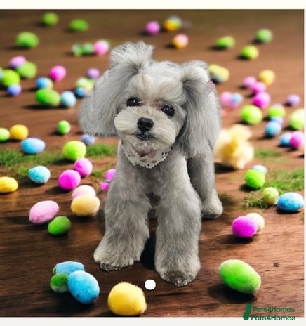 Toy Poodle dogs - Advert 10