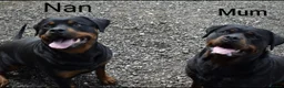 Rottweiler dogs for sale: KC registered Health Tested Puppies  - Advert 15
