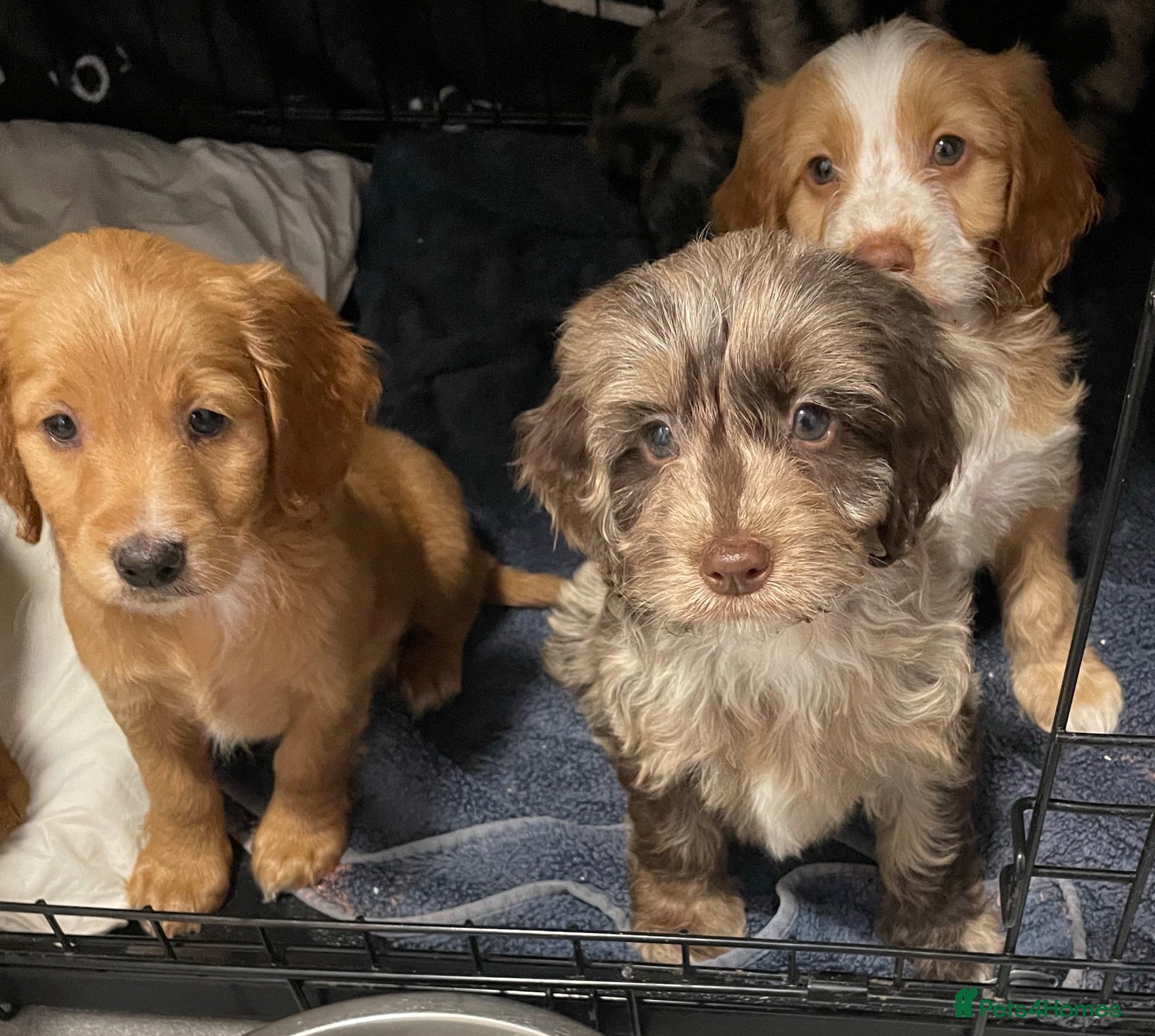 Cockapoo dogs for sale: READY TO LEAVE Female F1 Cockapoo Brown Merle  - Advert 20
