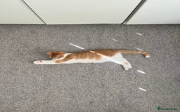 British Shorthair cats for sale: Ginger & White British Short hair  - Image 3